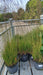 Molinia caerulea 'Heidebraut' (Purple Moor Grass)