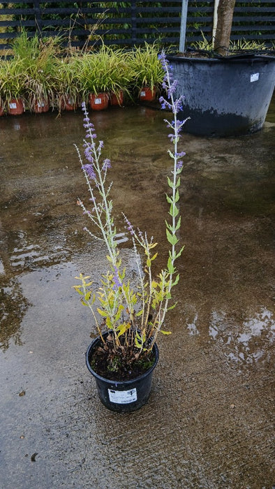 Perovskia atriplicifolia 'Little Spire' (Russian Sage)