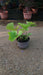 Alcea rosea 'Nigra' (Black Hollyhock)