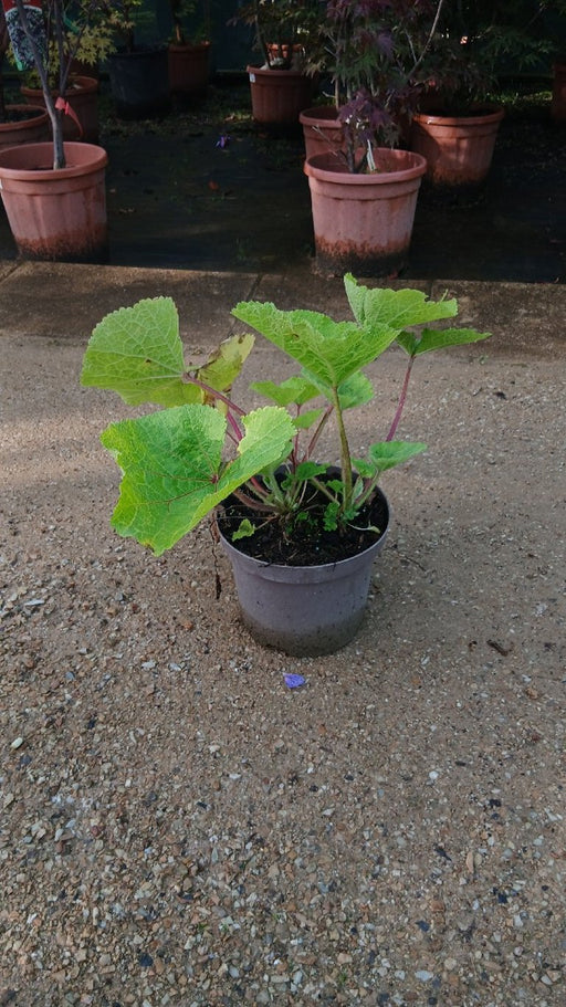Alcea rosea 'Nigra' (Black Hollyhock)