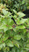 Viburnum tinus (Laurustinus)