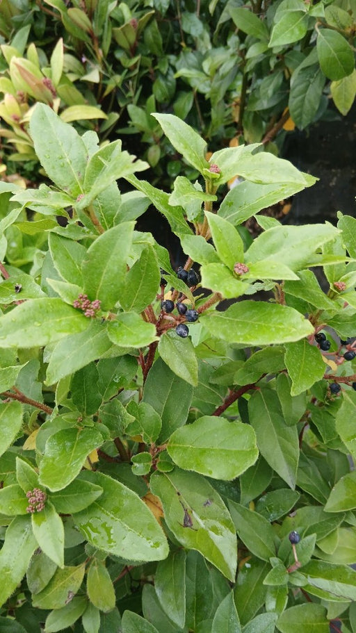 Viburnum tinus (Laurustinus)