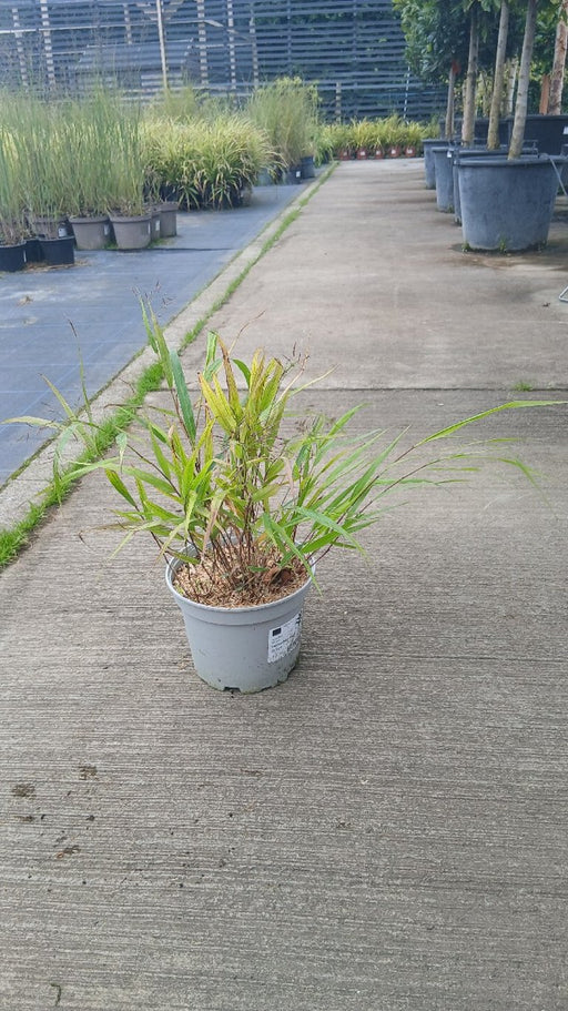 Hakonechloa macra