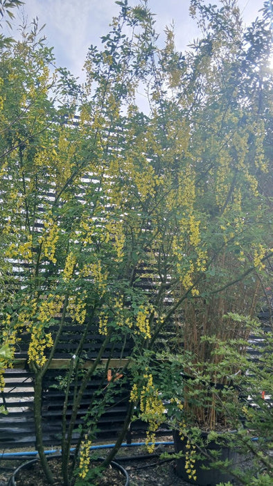 Laburnum anagyroides (Golden Chain Tree)