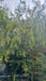 Laburnum anagyroides (Golden Chain Tree)
