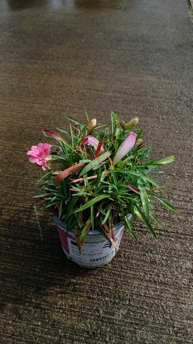 Dianthus I Love You