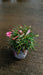 Dianthus I Love You