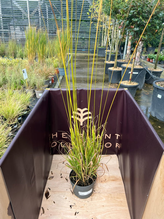 Molinia arund. 'Karl Foerster'