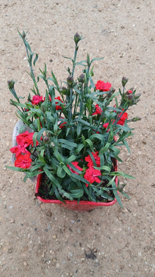 Dianthus 'Carmen Red'