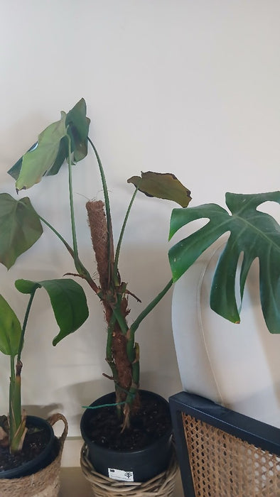 Monstera deliciosa on Moss Pole