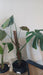 Monstera deliciosa on Moss Pole
