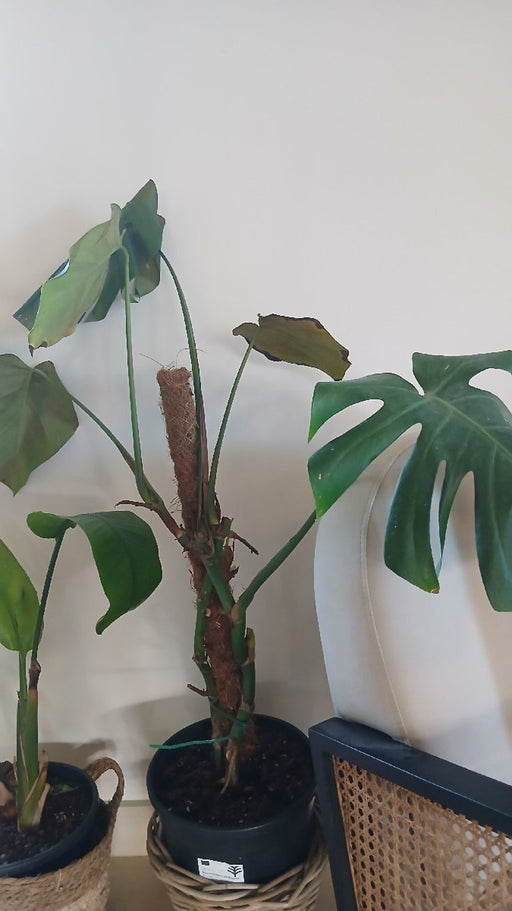 Monstera deliciosa on Moss Pole