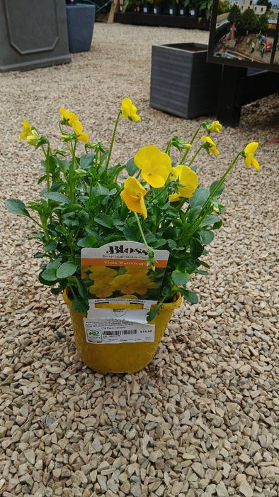 Viola 'Buttercup'