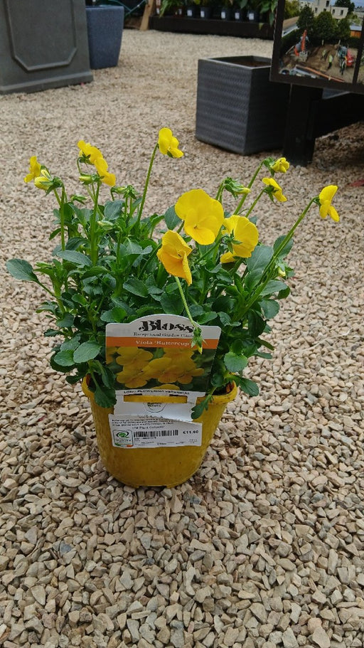 Viola 'Buttercup'