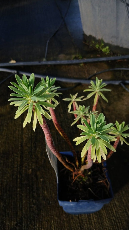 Euphorbia characias wulfenii