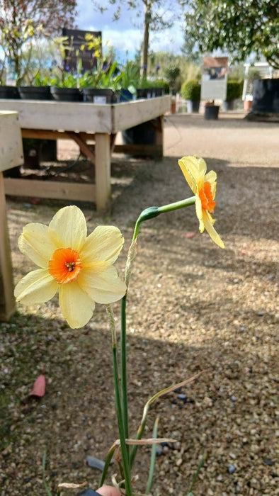 Narcissus 'Kedron'