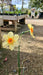 Narcissus 'Kedron'