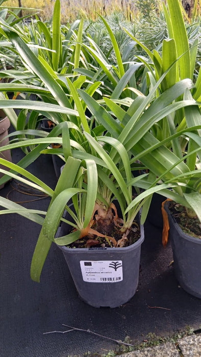 Agapanthus africanus (African Lily)