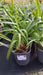 Agapanthus africanus (African Lily)