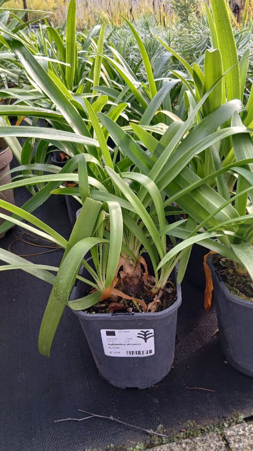 Agapanthus africanus (African Lily)