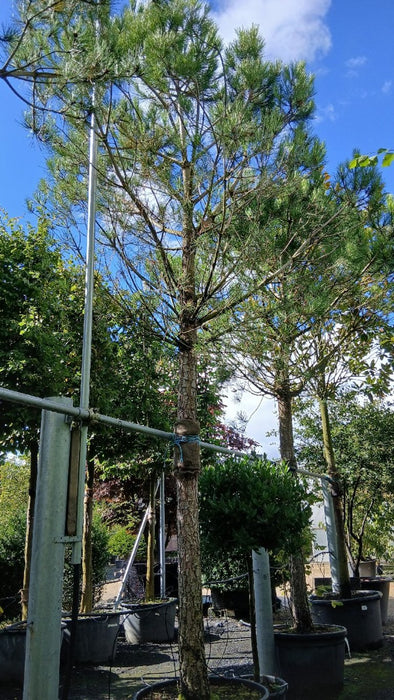 Pinus pinea (Stone Pine)