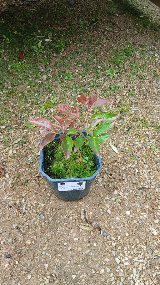 Paeonia 'Duchesse de Nemours' (Peony)