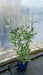 Veronicastrum virginicum 'Roseum' (Culver's Root)