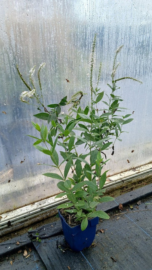 Veronicastrum virginicum 'Roseum' (Culver's Root)