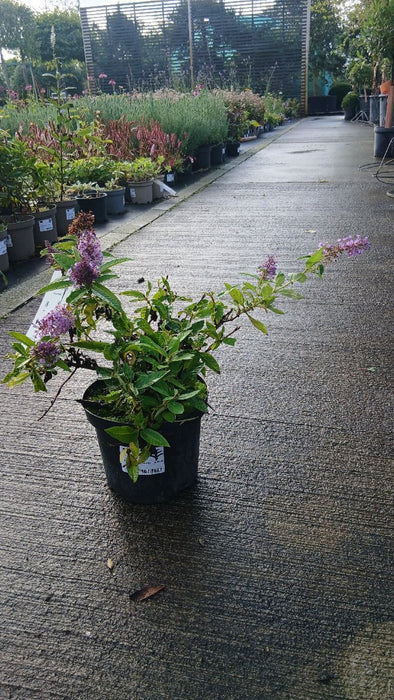 Buddleja davidii 'Candy Lila Sweeth.'