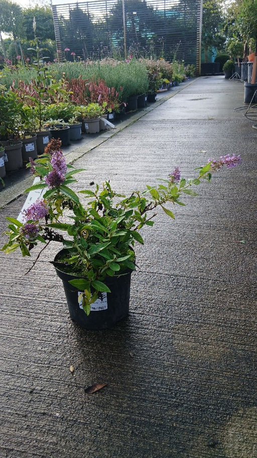 Buddleja davidii 'Candy Lila Sweeth.'