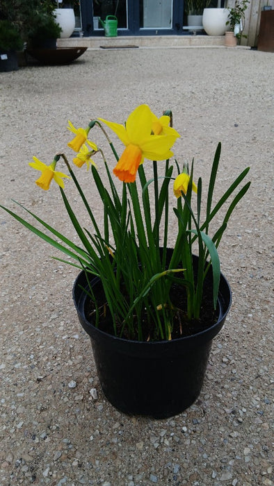 Narcissus 'Botanisch'