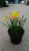 Narcissus 'Botanisch'