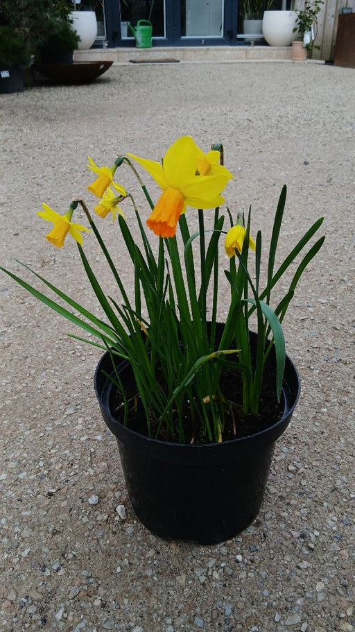 Narcissus 'Botanisch'