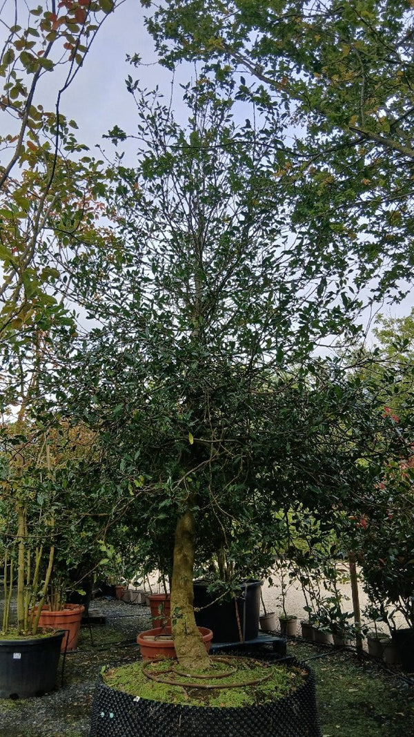 Ilex aquifolium