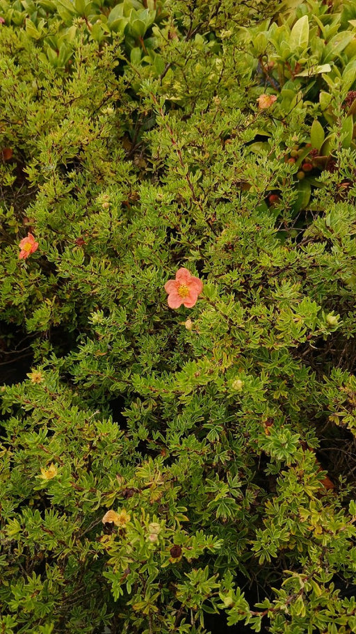 Potentilla fruticosa 'Red Joker'
