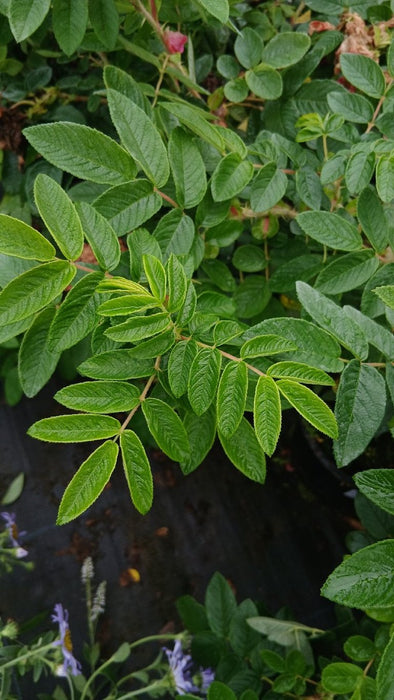 Rosa 'Roseraie de L'Haÿ'