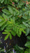 Rosa 'Roseraie de L'Haÿ'