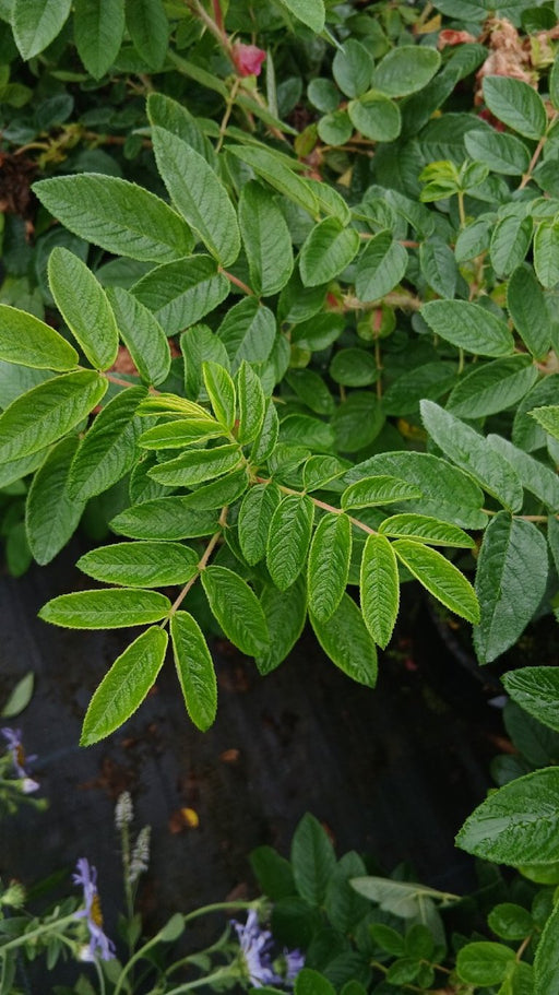 Rosa 'Roseraie de L'Haÿ'