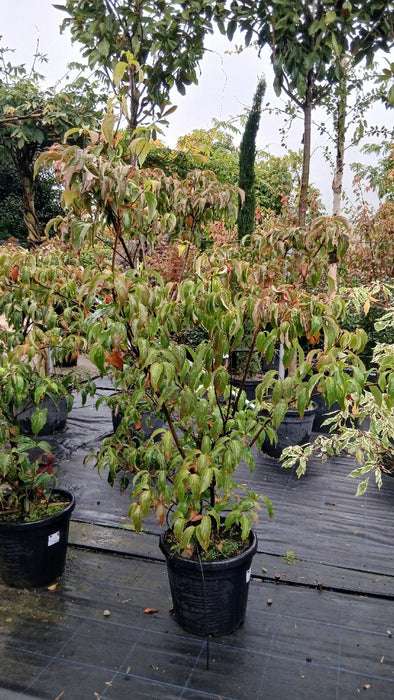 Cornus kousa 'Milky Way'