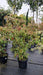 Cornus kousa 'Milky Way'