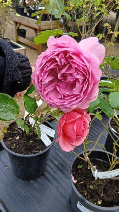 Rosa 'Princess Alexandra of Kent'
