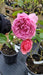 Rosa 'Princess Alexandra of Kent'