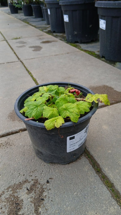 Tellima grandiflora 'Purpurteppich'