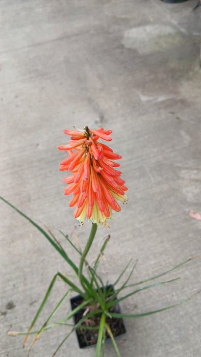 Kniphofia 'Flamenco' (Red Hot Poker)