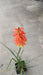 Kniphofia 'Flamenco' (Red Hot Poker)