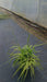 Molinia arundinacea 'Karl Foerster'