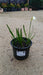 Leucojum aestivum (Summer Snowflake)