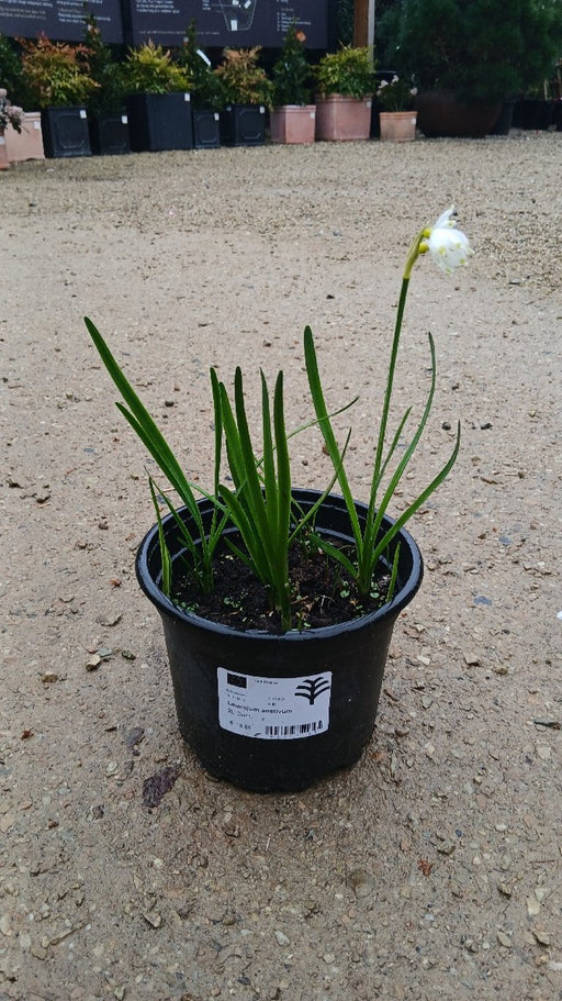 Leucojum aestivum (Summer Snowflake)