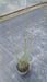 Panicum virgatum 'Heavy Metal' (Switch Grass)