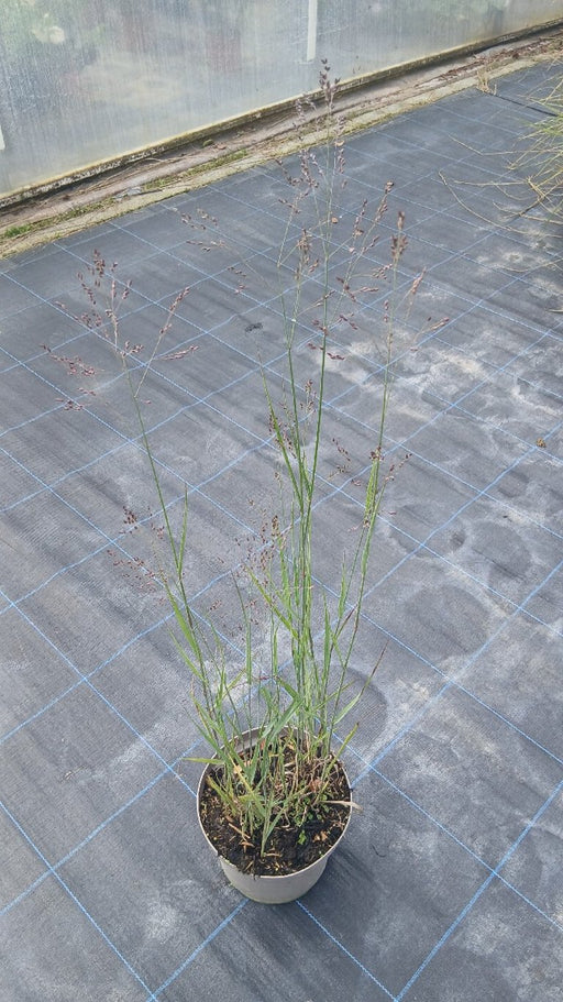 Panicum virgatum 'Heavy Metal' (Switch Grass)